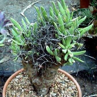 Tylecodon reticulatus - 10+ Seed Pack - South African Indigenous Caudiciform Succulent