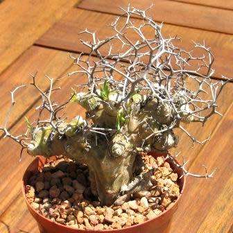 Tylecodon reticulatus - 10+ Seed Pack - South African Indigenous Caudiciform Succulent