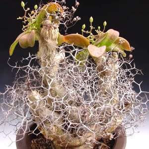 Tylecodon reticulatus - 10+ Seed Pack - South African Indigenous Caudiciform Succulent