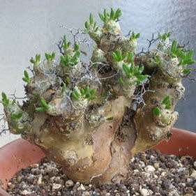 Tylecodon reticulatus Seeds - South African Indigenous Natural Bonsai + Growing Bonsai EBook