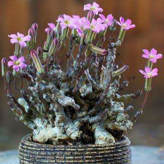 10+ Tylecodon schaeferianus Seeds - South African Indigenous Caudiciform Succulent