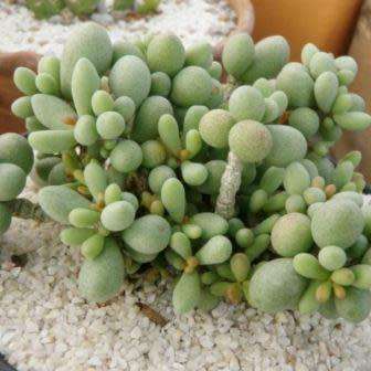10+ Tylecodon schaeferianus Seeds - South African Indigenous Caudiciform Succulent