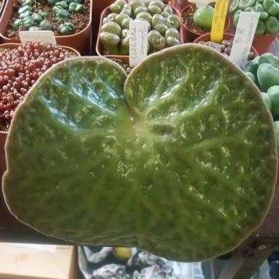 Tylecodon singularis - 10 Seeds - Rare Namibian Caudiciform Succulent - Combined Global Shipping