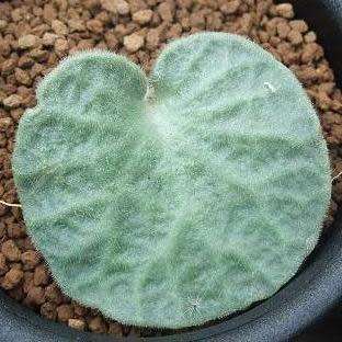 Tylecodon singularis - 10 Seeds - Rare Namibian Caudiciform Succulent - Combined Global Shipping