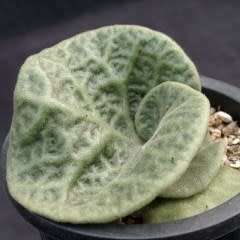 Tylecodon singularis - 10 Seeds - Rare Namibian Caudiciform Succulent - Combined Global Shipping