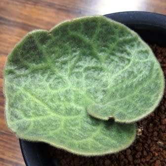 Tylecodon singularis - 10 Seeds - Rare Namibian Caudiciform Succulent - Combined Global Shipping