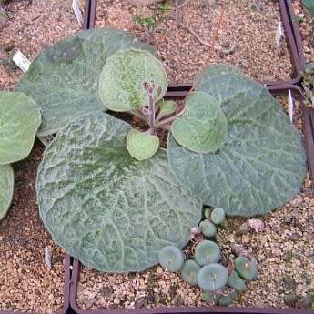 Tylecodon singularis - 10 Seeds - Rare Namibian Caudiciform Succulent - Combined Global Shipping