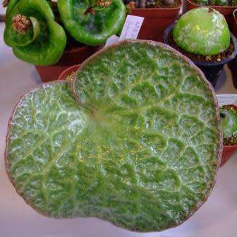 Tylecodon singularis - 10 Seeds - Rare Namibian Caudiciform Succulent - Combined Global Shipping