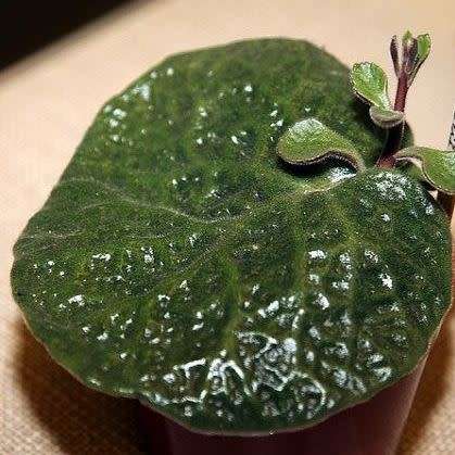 Tylecodon singularis - 10 Seeds - Rare Namibian Caudiciform Succulent - Combined Global Shipping