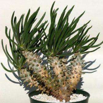 Tylecodon wallichii Seeds - Indigenous South African Endemic Natural Bonsai
