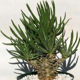 Tylecodon wallichii Seeds - Indigenous South African Endemic Natural Bonsai