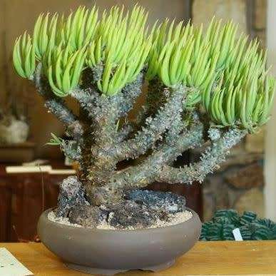 Tylecodon wallichii Seeds - Indigenous South African Endemic Natural Bonsai