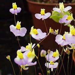 Utricularia bisquamata Seeds - Indigenous Insectivorous Unusual Carnivorous - Bladderwort Aquatic