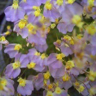 Utricularia bisquamata Seeds - Indigenous Insectivorous Unusual Carnivorous - Bladderwort Aquatic