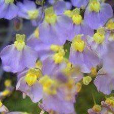 Utricularia bisquamata Seeds - Indigenous Insectivorous Unusual Carnivorous - Bladderwort Aquatic