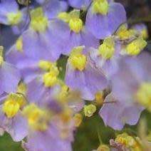 Utricularia bisquamata Seeds - Indigenous Insectivorous Unusual Carnivorous - Bladderwort Aquatic