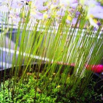 Utricularia bisquamata Seeds - Indigenous Insectivorous Unusual Carnivorous - Bladderwort Aquatic