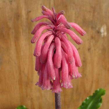 Veltheimia bracteata - 5 Seed Pack - Indigenous Endemic Perennial Bulb - Combined Shipping
