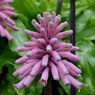 Veltheimia bracteata - 5 Seed Pack - Indigenous Endemic Perennial Bulb - Combined Shipping