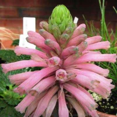 Veltheimia bracteata - 5 Seed Pack - Indigenous Endemic Perennial Bulb - Combined Shipping