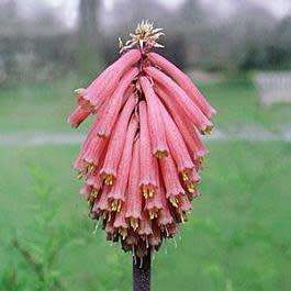 Veltheimia bracteata - 5 Seed Pack - Indigenous Endemic Perennial Bulb - Combined Shipping
