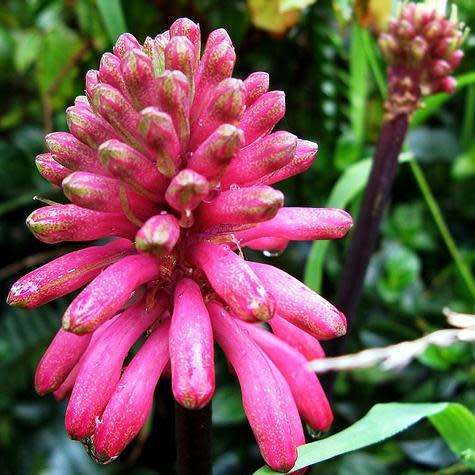 Veltheimia bracteata - 5 Seed Pack - Indigenous Endemic Perennial Bulb - Combined Shipping