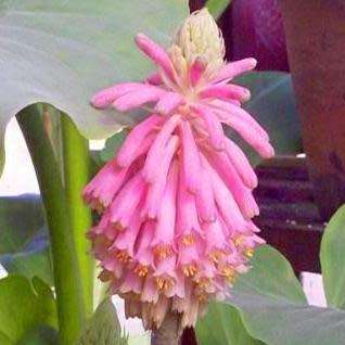 Veltheimia bracteata - 5 Seed Pack - Indigenous Endemic Perennial Bulb - Combined Shipping