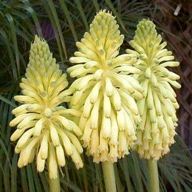 5 Veltheimia bracteata Lemon Flame Seeds - Indigenous Endemic Perennial Bulb - Combined Shipping