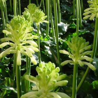 5 Veltheimia bracteata Lemon Flame Seeds - Indigenous Endemic Perennial Bulb - Combined Shipping