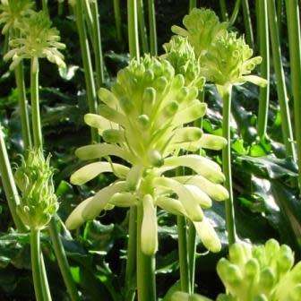 5 Veltheimia bracteata Lemon Flame Seeds - Indigenous Endemic Perennial Bulb - Combined Shipping