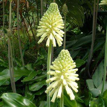 5 Veltheimia bracteata Lemon Flame Seeds - Indigenous Endemic Perennial Bulb - Combined Shipping