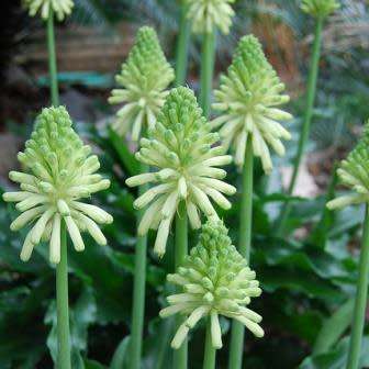 5 Veltheimia bracteata Lemon Flame Seeds - Indigenous Endemic Perennial Bulb - Combined Shipping