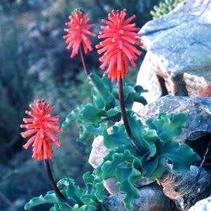 5 Veltheimia capensis Seeds - Indigenous Endemic Perennial Bulb - Combined Global Shipping