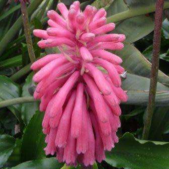 5 Veltheimia capensis Seeds - Indigenous Endemic Perennial Bulb - Combined Global Shipping
