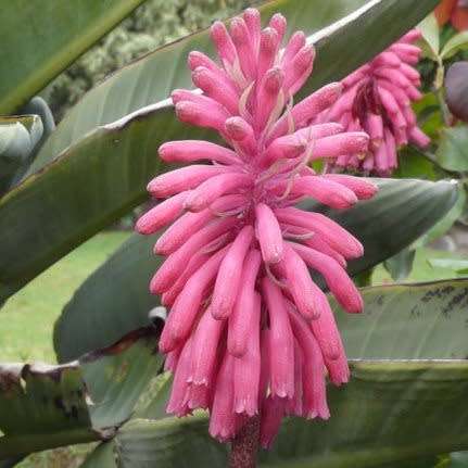 5 Veltheimia capensis Seeds - Indigenous Endemic Perennial Bulb - Combined Global Shipping