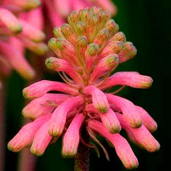 5 Veltheimia capensis Seeds - Indigenous Endemic Perennial Bulb - Combined Global Shipping