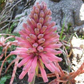 5 Veltheimia capensis Seeds - Indigenous Endemic Perennial Bulb - Combined Global Shipping