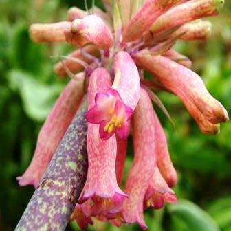 5 Veltheimia capensis Seeds - Indigenous Endemic Perennial Bulb - Combined Global Shipping