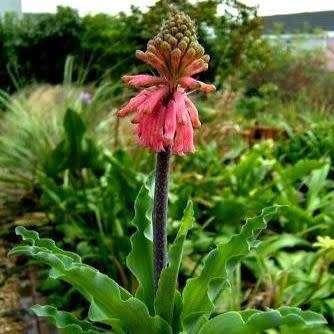 5 Veltheimia capensis Seeds - Indigenous Endemic Perennial Bulb - Combined Global Shipping