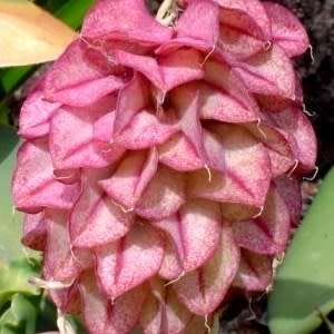 5 Veltheimia capensis Seeds - Indigenous Endemic Perennial Bulb - Combined Global Shipping