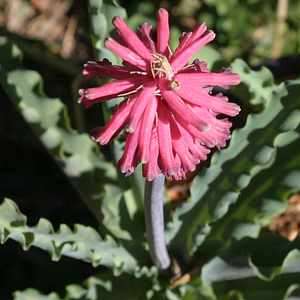 5 Veltheimia capensis Seeds - Indigenous Endemic Perennial Bulb - Combined Global Shipping