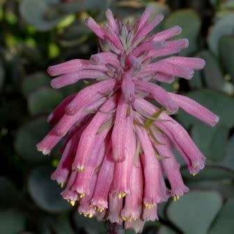5 Veltheimia capensis Seeds - Indigenous Endemic Perennial Bulb - Combined Global Shipping