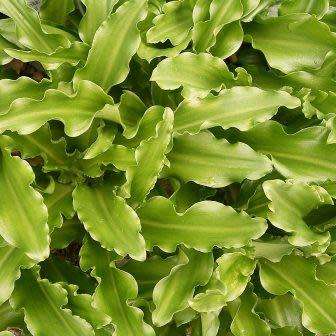 5 Veltheimia capensis Seeds - Indigenous Endemic Perennial Bulb - Combined Global Shipping