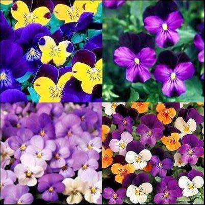 Viola cornuta Sorbet Mixed Seeds - Ground-cover - Flowering Annual - Combined Shipping