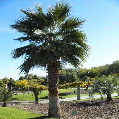 Mexican Fan Palm Tree, Washingtonia robusta - 5 Seed Pack - Exotic Frost Hardy Evergreen