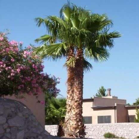 Mexican Fan Palm Tree, Washingtonia robusta - 5 Seed Pack - Exotic Frost Hardy Evergreen