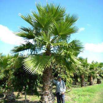 Mexican Fan Palm Tree, Washingtonia robusta - 5 Seed Pack - Exotic Frost Hardy Evergreen