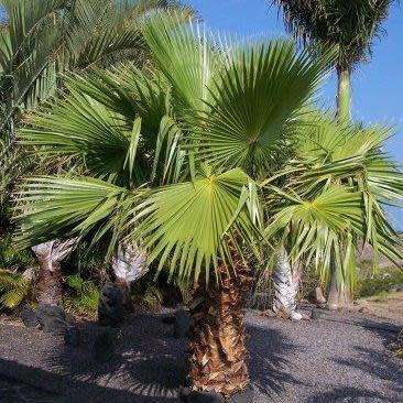 Mexican Fan Palm Tree, Washingtonia robusta - 5 Seed Pack - Exotic Frost Hardy Evergreen