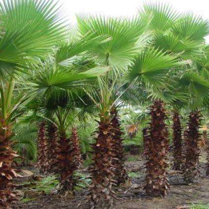 Mexican Fan Palm Tree, Washingtonia robusta - 5 Seed Pack - Exotic Frost Hardy Evergreen