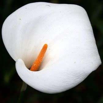 Zantedeschia aethiopica, White Arum Lily - 10+ Seed Pack - Indigenous Perennial Bulb
